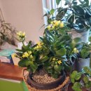 햇살다육꽃사랑 이미지