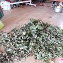 달뜨기흑염소목장 이미지