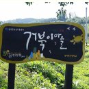 거북이마을 | 홍성 거북이마을 수선화 벚꽃 만개 개화 현황 리얼후기 (4.13)