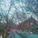 남평문씨본리세거지 주차장 | 대구 가볼만한곳 봄 홍매화 명소 남평문씨본리세거지 3월 개화, 애견동반 여부