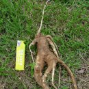 깍꼬뽁꼬 이미지