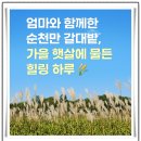순천만힐링 | 순천 여행/엄마와 함께한 순천만 갈대밭 힐링 여행 후기_1003