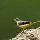 【노랑할미새 Grey wagtail】 Motacilla cinerea Tunstall, 1771 이미지