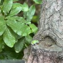 아이비스PC방 안동옥동점 | [2024:05:10 - 16] 아 맛따!! 블챌 (벌레쭈의)