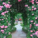 곡성세계장미축제장 이미지