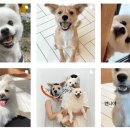 댕댕 하우스 이미지