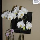 Phalaenopsis 이미지
