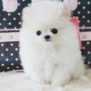 애완강아지 이미지