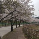 2025. 4. 9. 한중대 정문 벗꽃 이미지