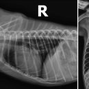 라엘동물의료센터 이미지