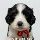 하나켄넬 이미지