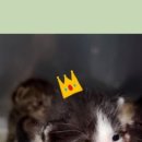 더힐링동물병원 이미지