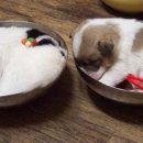 개밥그릇 이미지