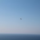 해조(海鳥)