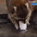 구움씨
