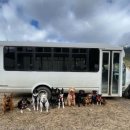 댕댕이버스 이미지