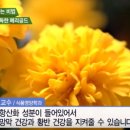 메리골드 이미지