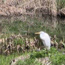 청계상가, 아카데미조명앞 | 청계천, 아름다운 물길 따라 봄길 청계천을 걷다.