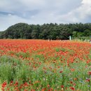 원주용수골양귀비축제 일정, 입장료, 프로그램