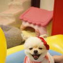 핫독애견 이미지