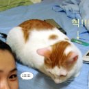 모디고