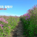 보성(장흥) 사자산과 일림산의 아름다운 철쭉 꽃길 이미지