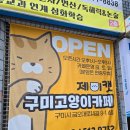 구미 고양이카페 분양 제이캣 | 구미 고양이카페 추천 제이캣
