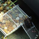 거북이집 이미지