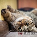 한가람동물의료센터 이미지