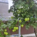 청벽거북 이미지