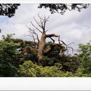 휠링포유 | 태백산의 봄 [太白山]