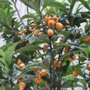 비파나무집 이미지