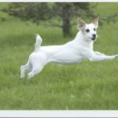 닥터훈트 이미지