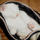 가방위에 고양이 이미지