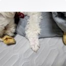 수제간식손수 이미지