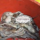 땅끝뻘낙지 이미지