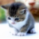 낭만고양이 이미지