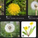 한약재 추출법 탐구 시작!! 국화과 한약재 추출법(탕전, 에탄올 추출 등) 2024 이미지