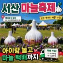 서산마늘 - 양천구 곰달래로13길 42 | 서산 마늘축제 아이랑 3일차 후기 마늘 가격 구매 택배까지