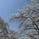 대전 벚꽃명소 신탄진 &#39;KT&amp;G 케이티앤지 벚꽃&#39; (25년4월6일 벚꽃개화상태 🌸)