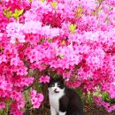 꽃냥이네 이미지