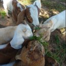 광덕목장 이미지