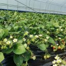 쌍림농장 이미지