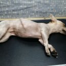 이성준동물병원 이미지