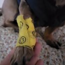 다원 동물병원 이미지