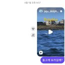잘생긴 돼지소 | 제주여행 후기(돌고래, 청보리밭, 양떼목장)