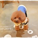 토미펫샵 이미지