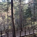 국립대관령치유의숲 네이버블로그