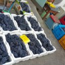 소모아농장 이미지