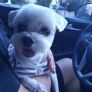 펫지살롱 이미지